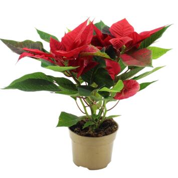 image POINSETTIA