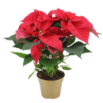 image POINSETTIA
