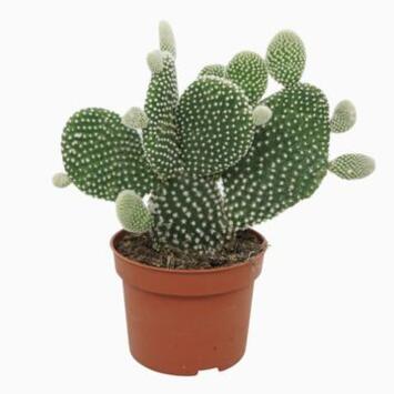 image CACTUS OPUNTIA MICRODASYS