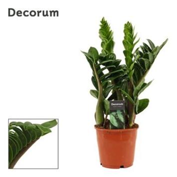 image ZAMIOCULCAS ZENZI DECORUM
