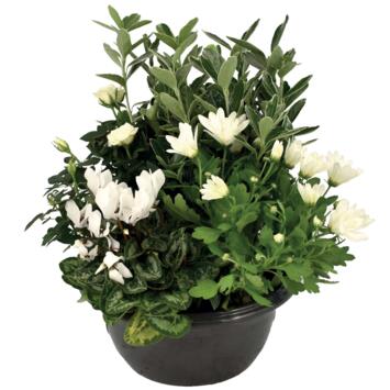 image COUPE EXT HONORE