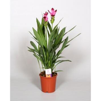 image CURCUMA 2FL SIAM SPLASH