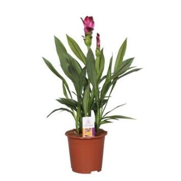 image CURCUMA 2FL SIAM SPLASH