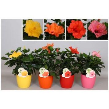 image HIBISCUS VARIES
