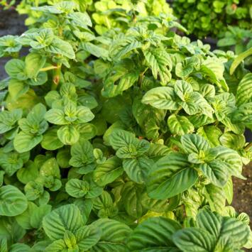 image MENTHA AQUATICA