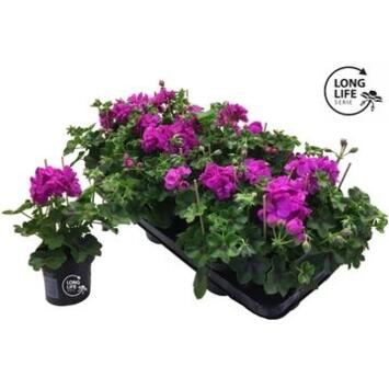 image GERANIUM FL DBLE MAUVE