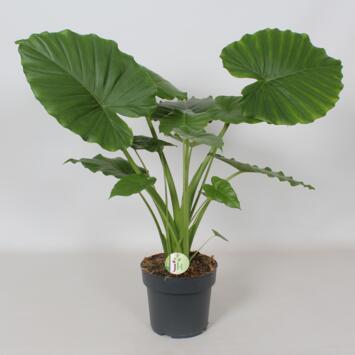 image ALOCASIA GAGEANA
