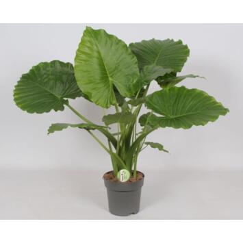image ALOCASIA GAGEANA