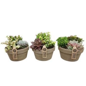 image COMPO SUCCULENTE CERAM