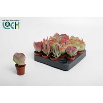 image KALANCHOE THYRSIFLORA