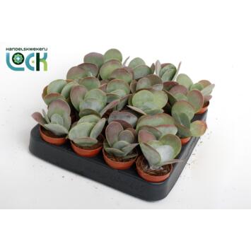 image KALANCHOE THYRSIFLORA