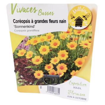 image COREOPSIS GRANDIFLORA SONNENKIND