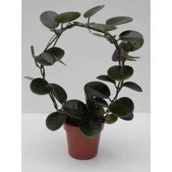 image HOYA AUSTRALIS ARCEAU