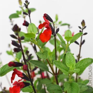 image SAUGE MICROPHYLLA ROYAL BUMBLE