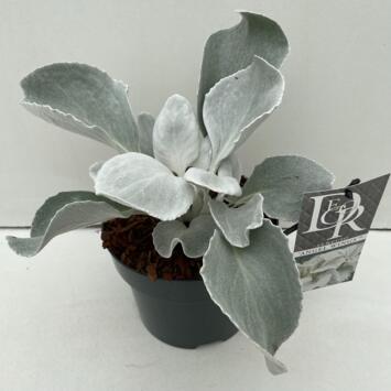 image SENECIO ANGEL WINGS