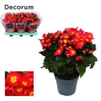image BEGONIA VALENTINO ROSE DECORUM