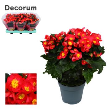 image BEGONIA VALENTINO ROSE DECORUM