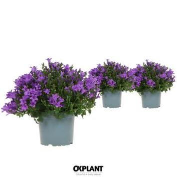 image CAMPANULE INTENSE PURPLE