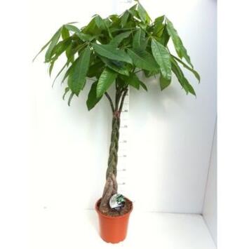 image PACHIRA TRESSE