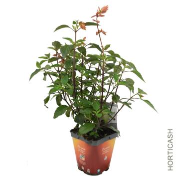 image SAUGE GRAHAMII HOT LIPS