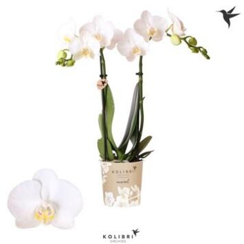 image PHALAENOPSIS 2BR MF BLANC