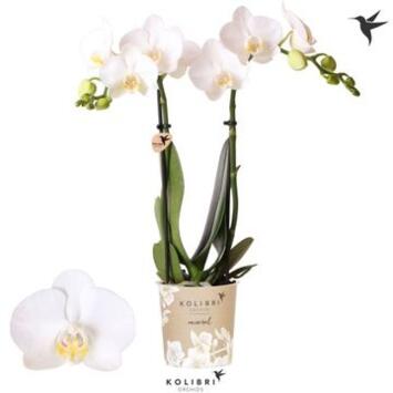 image PHALAENOPSIS 2BR MF BLANC