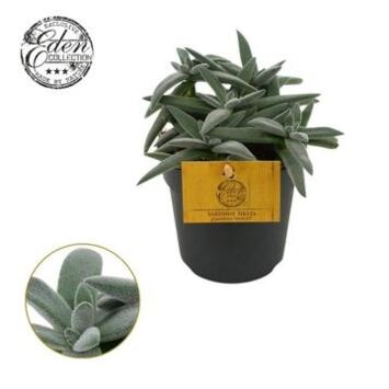 image CRASSULA SARDIENA SIESTA TENELLI