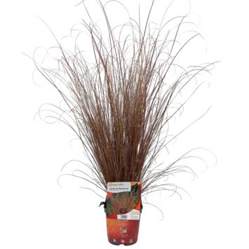 image CAREX BUCHANANII