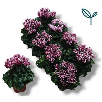 image CYCLAMEN 20CM