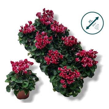 image CYCLAMEN 20CM