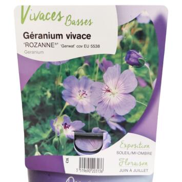 image GERANIUM ROZANNE