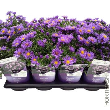 image ASTER DUMOSUS LADY IN BLUE