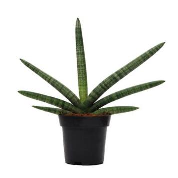 image SANSEVIERIA BONCEL