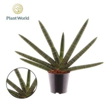 image SANSEVIERIA BONCEL