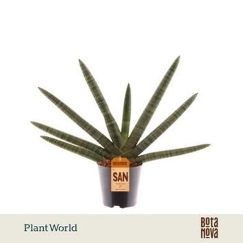 image SANSEVIERIA BONCEL