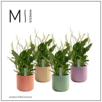 image SPATHIPHYLLUM BELLINI CERAM