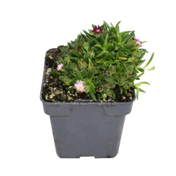 image DELOSPERMA JEWEL OF DESERT AMETHYST