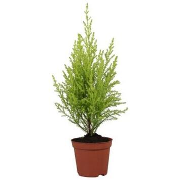 image CUPRESSUS GOLD