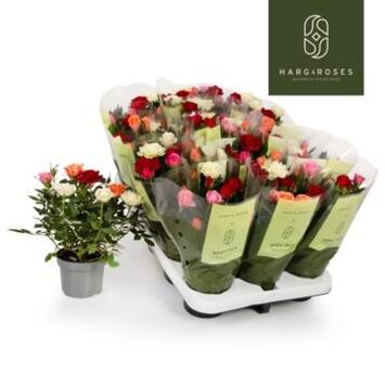 image ROSIER KORDANA QUATROSE