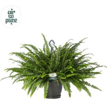 image NEPHROLEPIS GREEN LADY SUSP