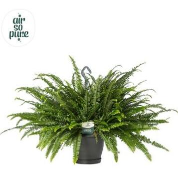 image NEPHROLEPIS GREEN LADY SUSP