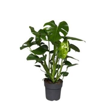 image PHILODENDRON MONSTERA
