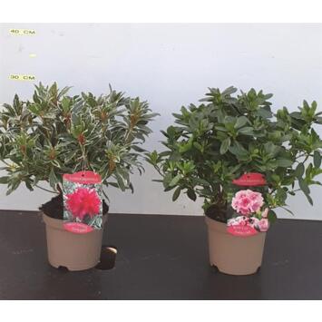 image AZALEE PLEINE TERRE