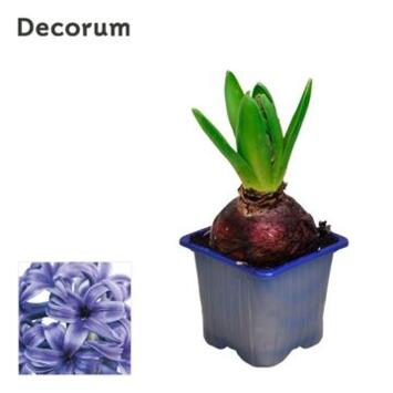 image JACINTHE 1PP BLUE PEARL DECORUM