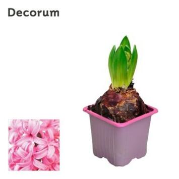 image JACINTHE 1PP PINK PEARL DECORUM