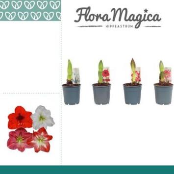 image AMARYLLIS 1TIGE VARIEES