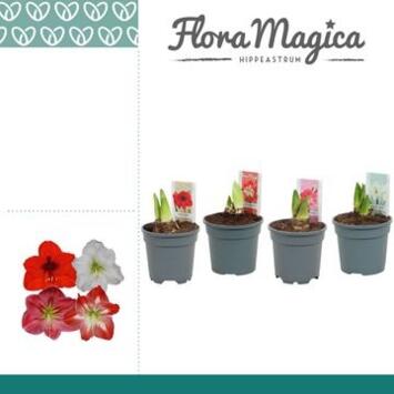 image AMARYLLIS 2TIGES VARIEES