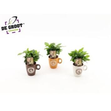 image PLANTE VERTE TASSE CERAM