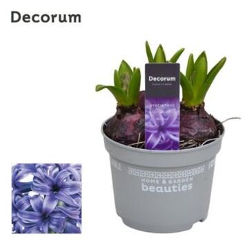 image JACINTHE BLEUE 3PP PEARL DECORUM