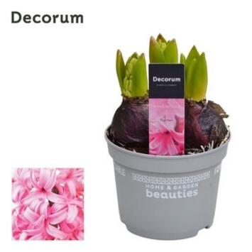 image JACINTHE ROSE 3PP PEARL DECORUM